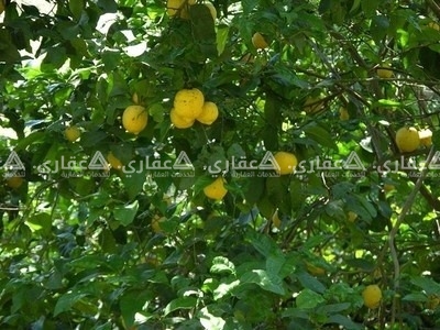 ارض زراعية للبيع