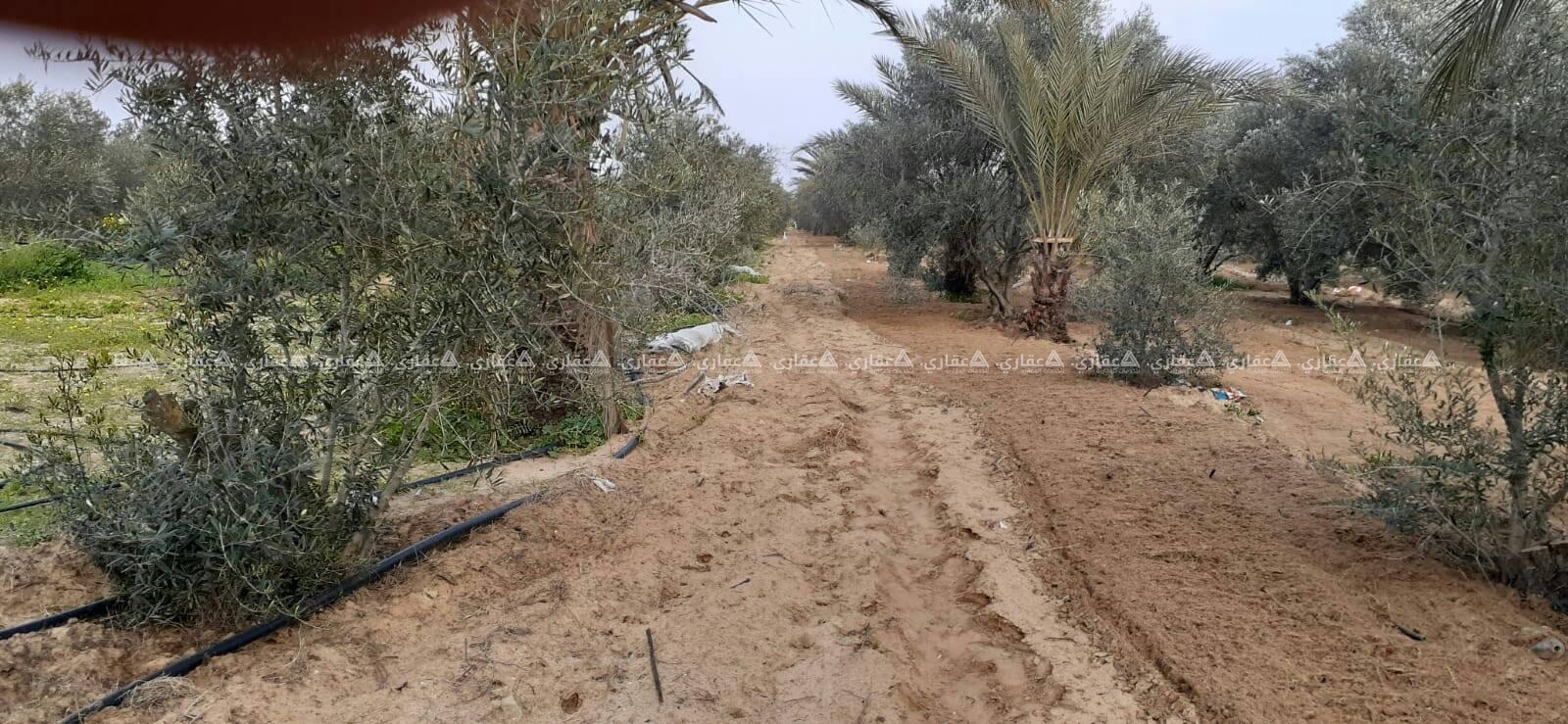 للبيع ارض طابو فى خانيونس جنوب غرب الأوروبي