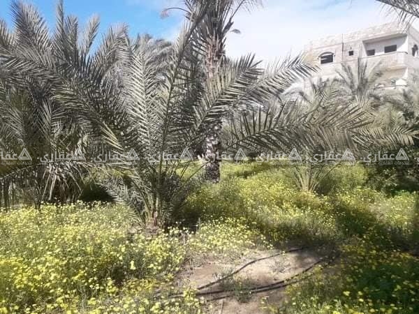 بسعر مغري جدا دونم ارض طابو في القرارة