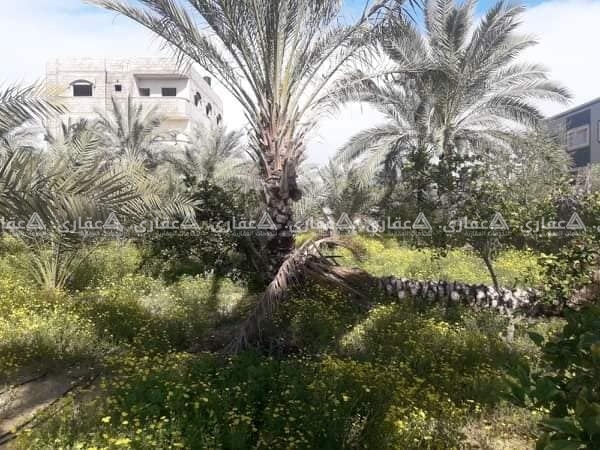 بسعر مغري جدا دونم ارض طابو في القرارة