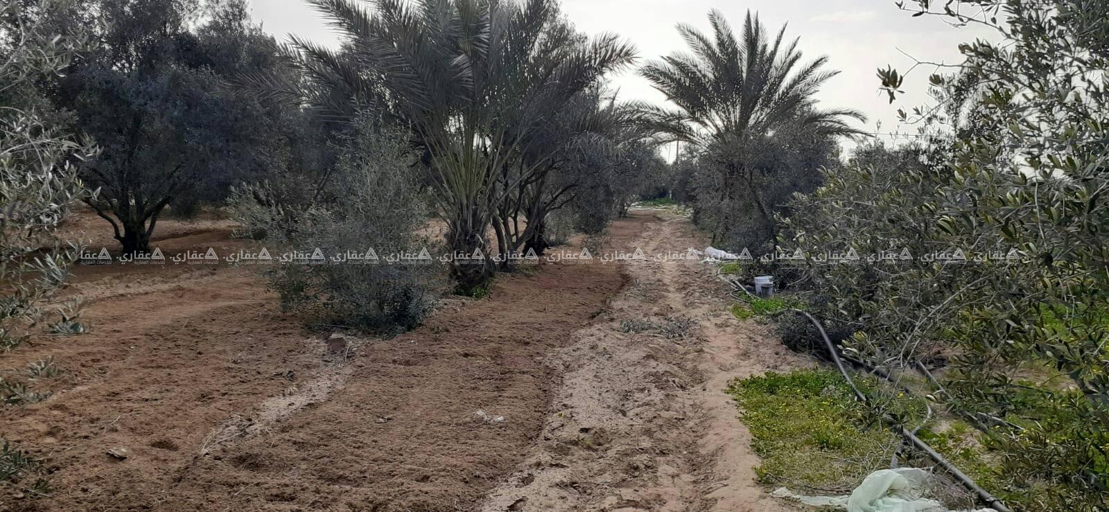 للبيع ارض طابو فى خانيونس جنوب غرب الأوروبي