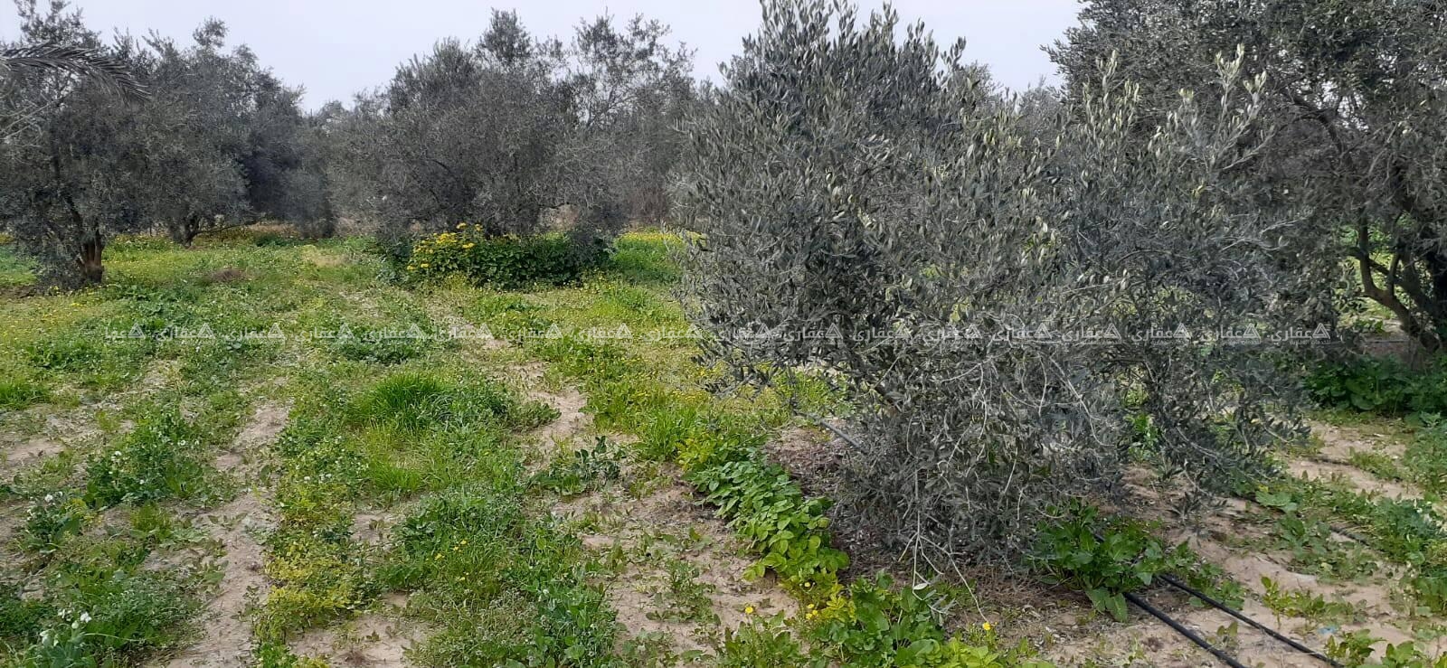 للبيع ارض طابو فى خانيونس جنوب غرب الأوروبي