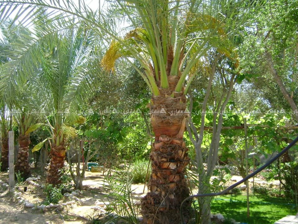 قطعة ارض دونم ونص 1500 متر طابو