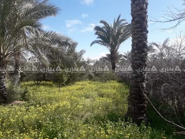 بسعر مغري جدا دونم ارض طابو في القرارة