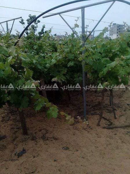 قطعة ارض للبيع (كروم عنب)