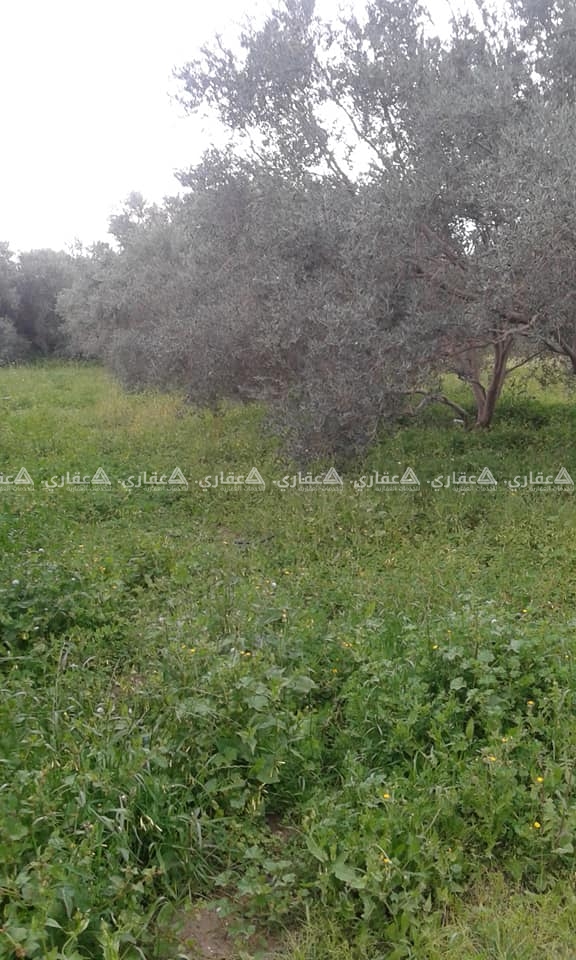 قطعة أرض للبيع في جحر الديك