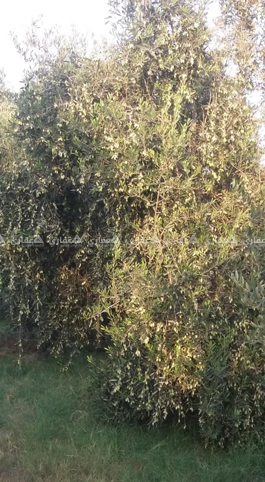  قطعة ارض مساحة 2100 متر