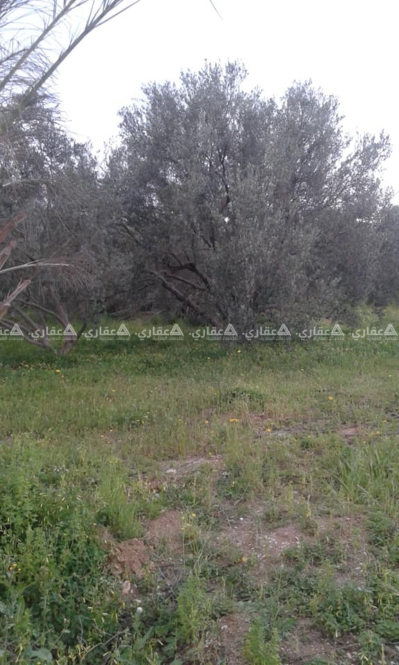 قطعة أرض للبيع في جحر الديك