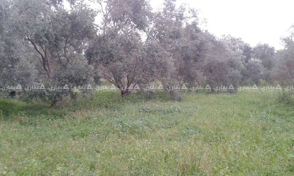 قطعة أرض للبيع في جحر الديك