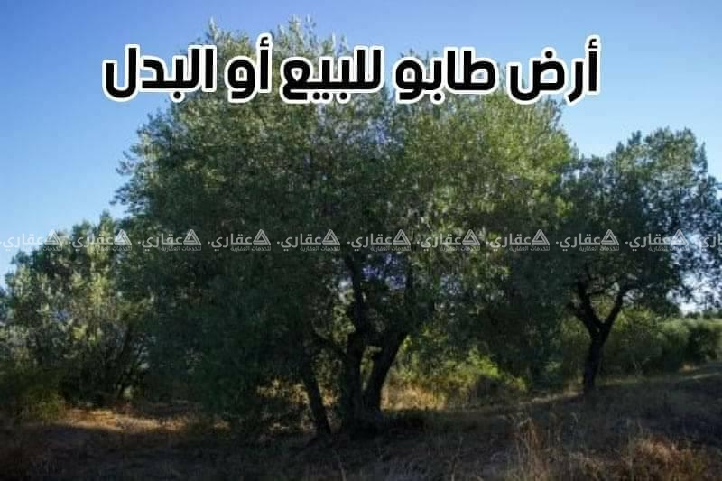ارض طابو (ليست مستحقات)500 متر
