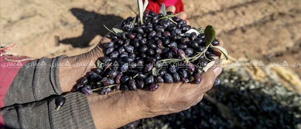 أرض للبيع شرق زمو