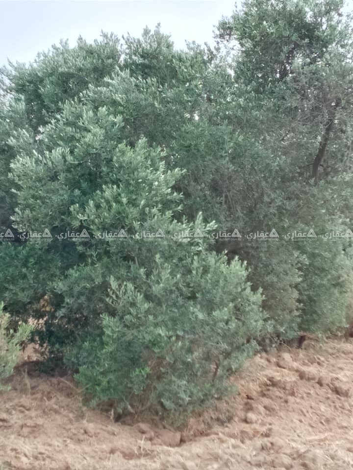  قطعة ارض مساحة 500متر شرق مخيم البريج