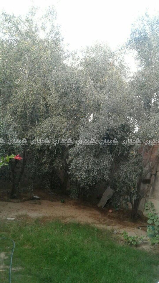 منزل للبيع أو البدل في الزوايدة