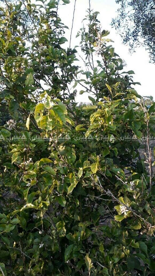 قطعة أرض للبيع مساحة ٦٠٠متر على ٣شوارع