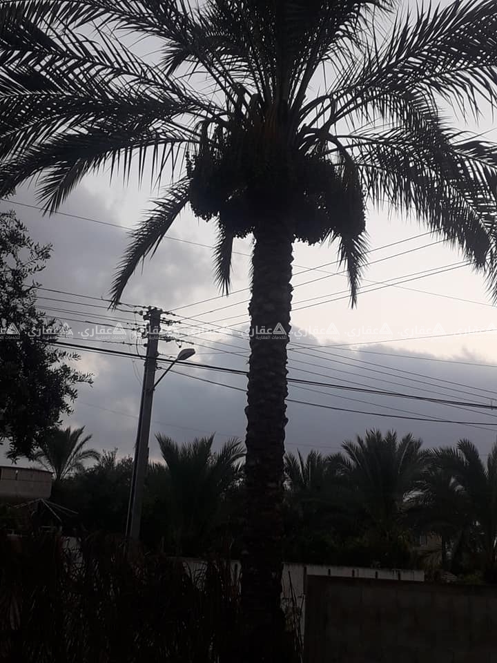 أرض في القرارة على شارعين اسفلت