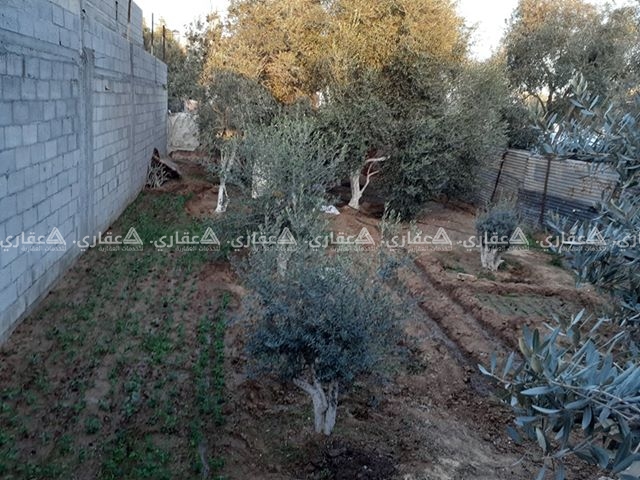 أرض مزروعة زيتون ومحوطة للبيع
