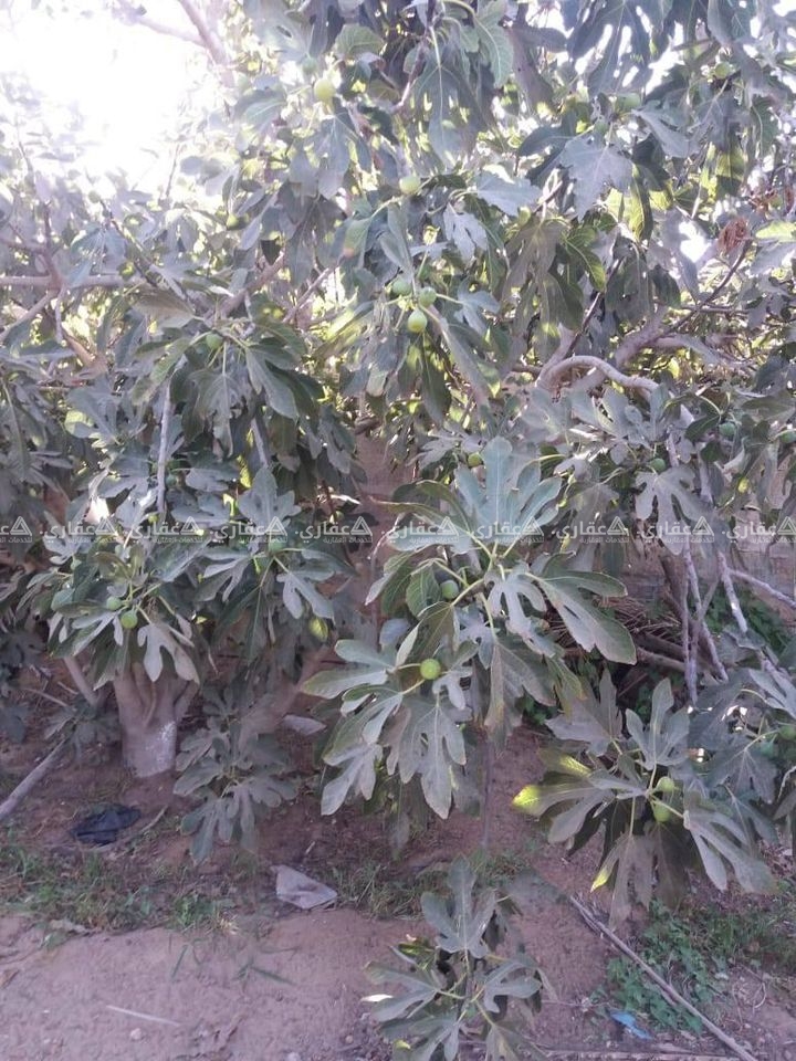 للبيع أرض طابو فى خانيونس شرق السكة 