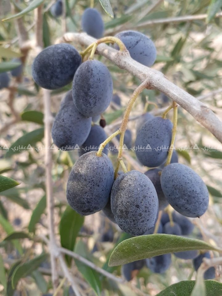 قطعة ارض للبيع بالزوايده منطقه الشاليهات