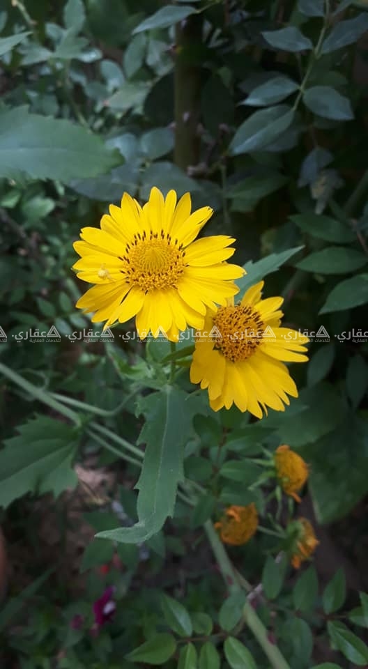 أرض مميزة بسعر مناسب للبيع