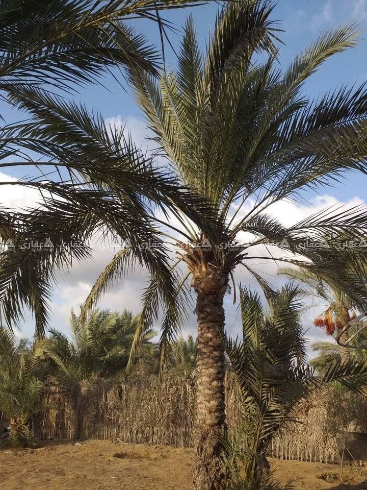 قطعة أرض بمنطقة في غاية الجمال والهدوء 