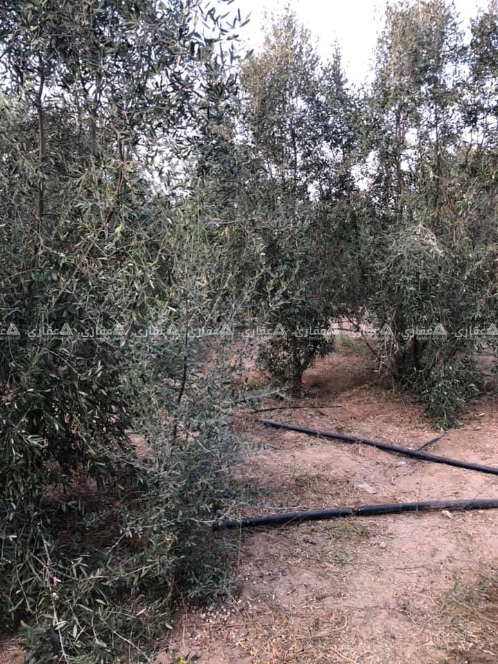 ارض زراعية قريبة على الخدمات