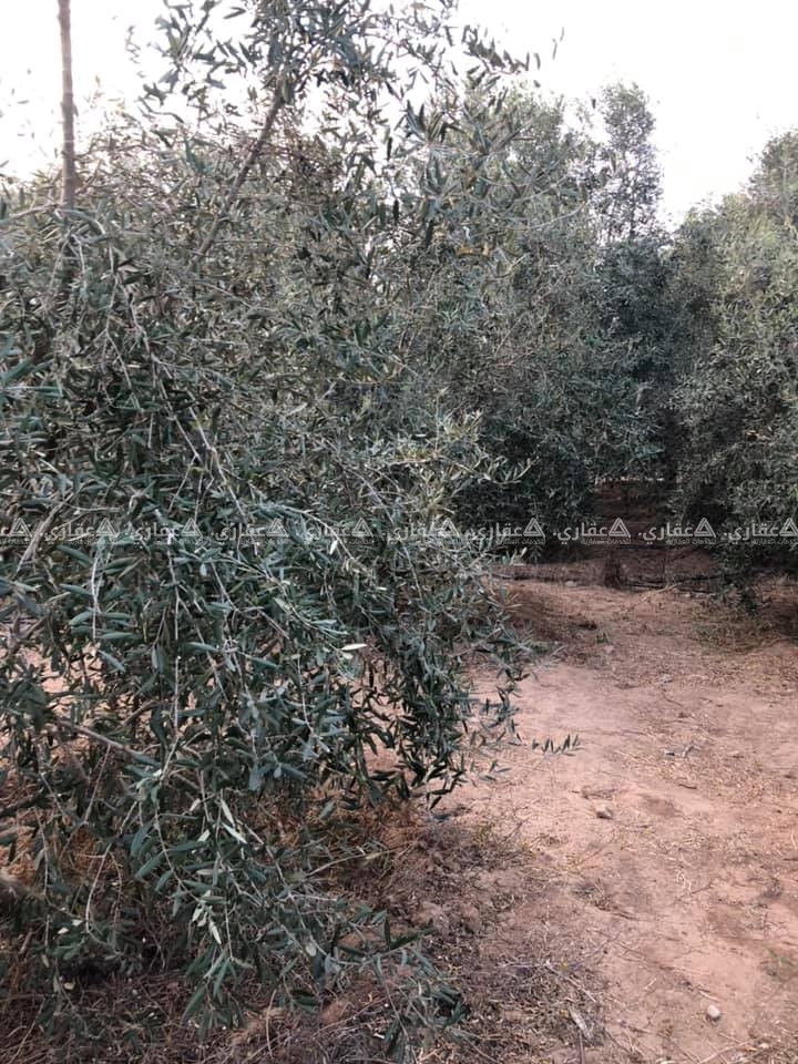 ارض زراعية قريبة على الخدمات