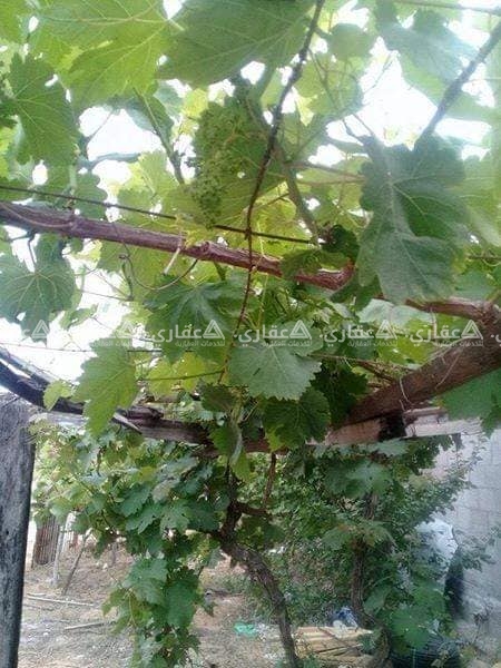 قطعة ارض منطقة الشيخ عجلين