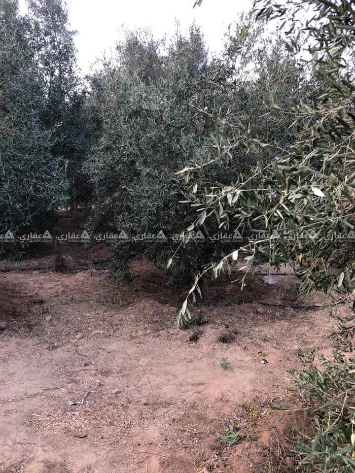 ارض زراعية قريبة على الخدمات