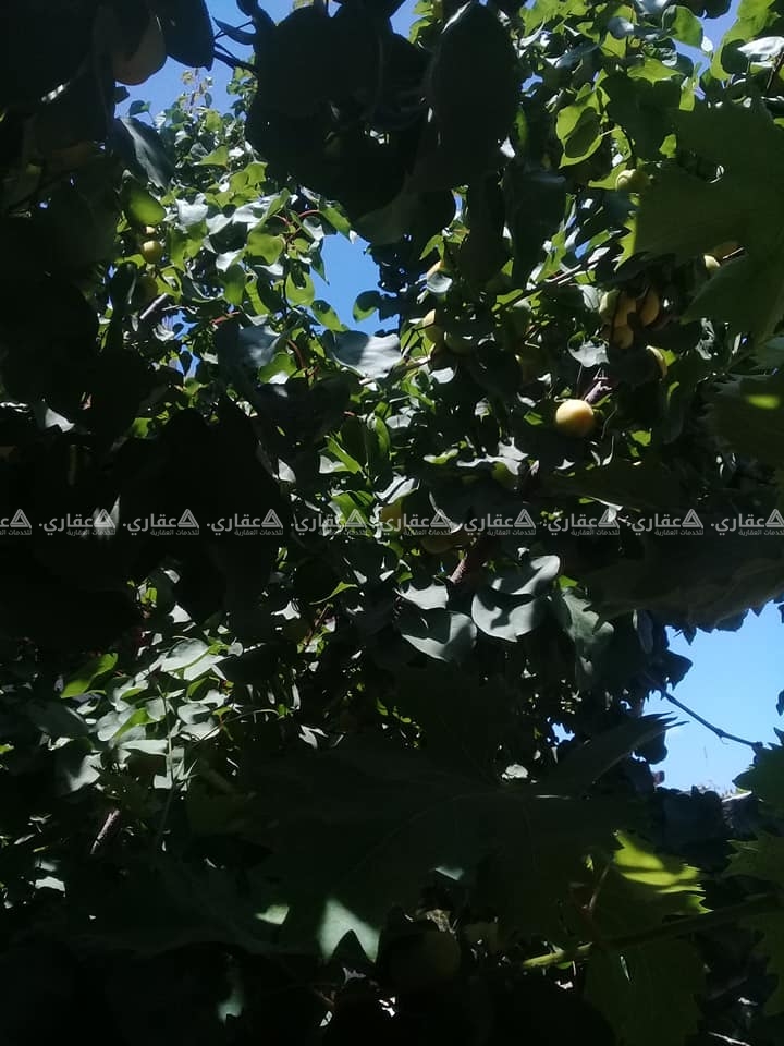 ارض للبيع منطقة الشيخ عجلين