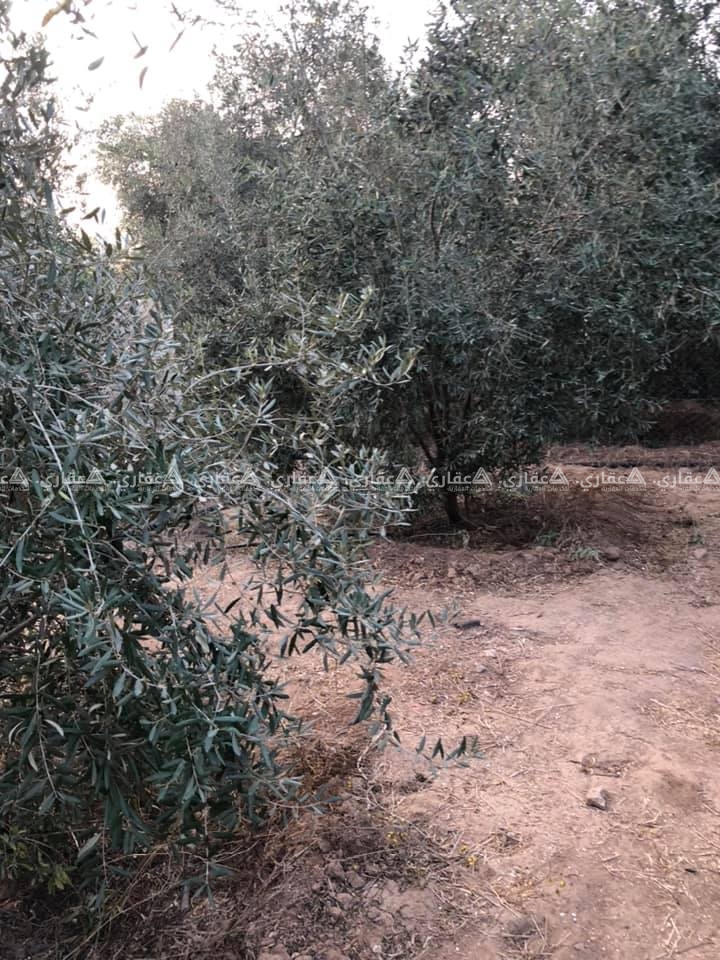 ارض زراعية قريبة على الخدمات