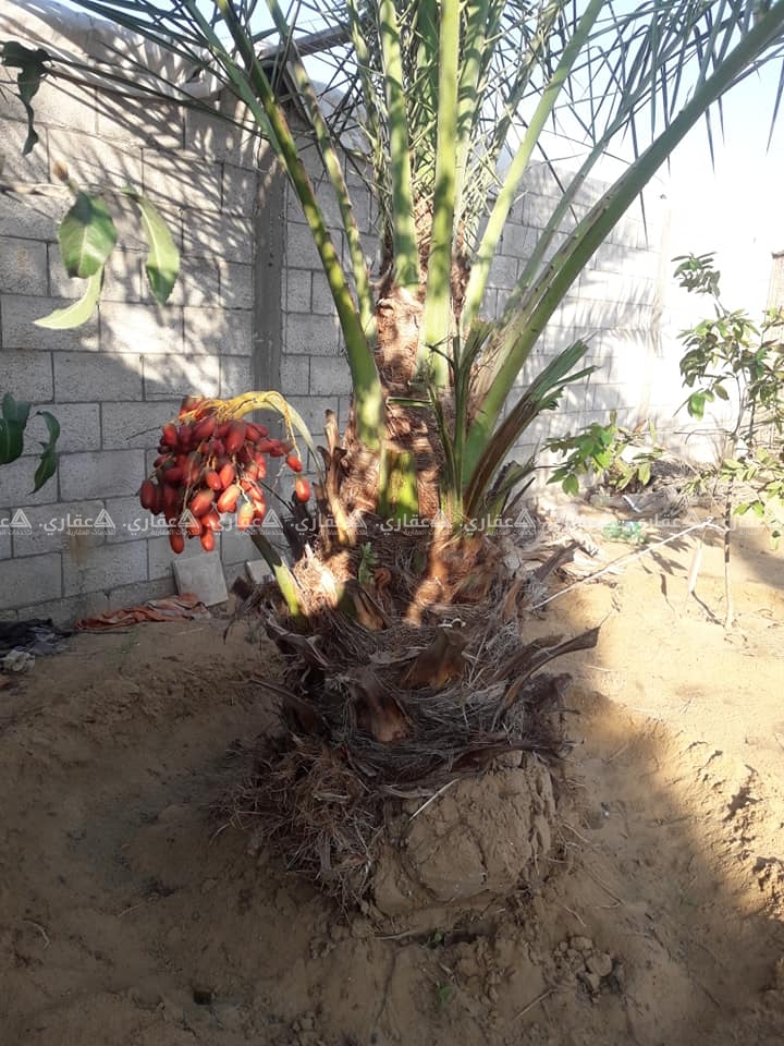 قطعة أرض للبيع في الفخاري