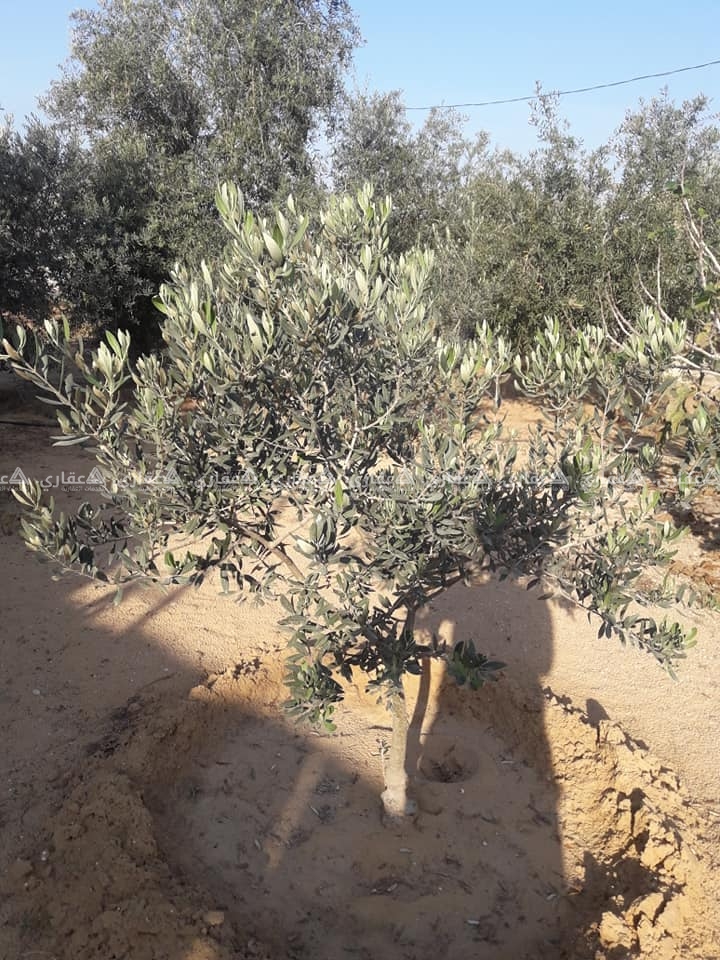 قطعة أرض للبيع في الفخاري