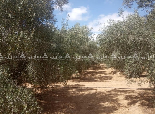 أرض طابو للبيع