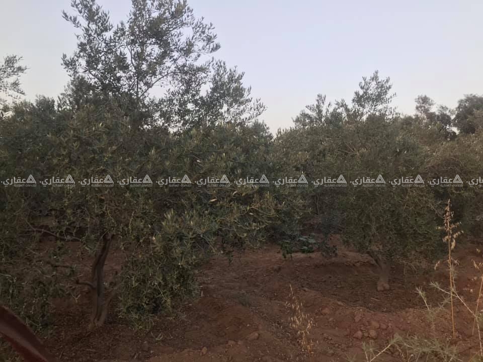 قطعة أرض شارع معصرة دلول
