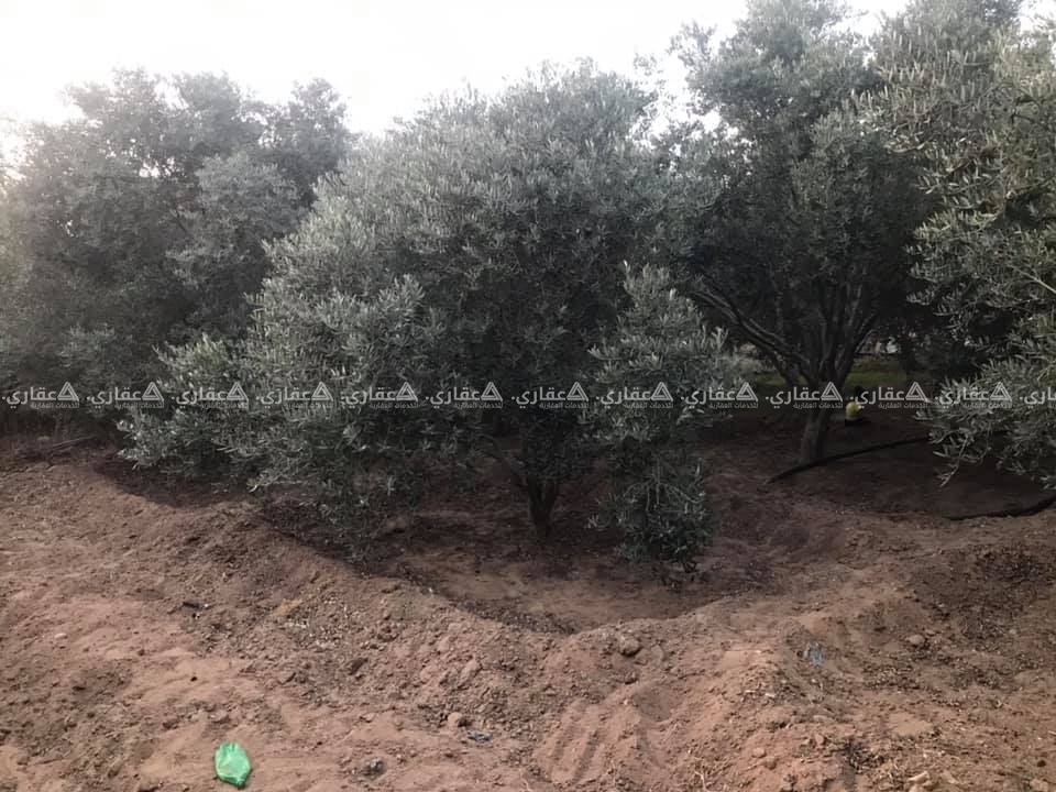 قطعة أرض شارع معصرة دلول