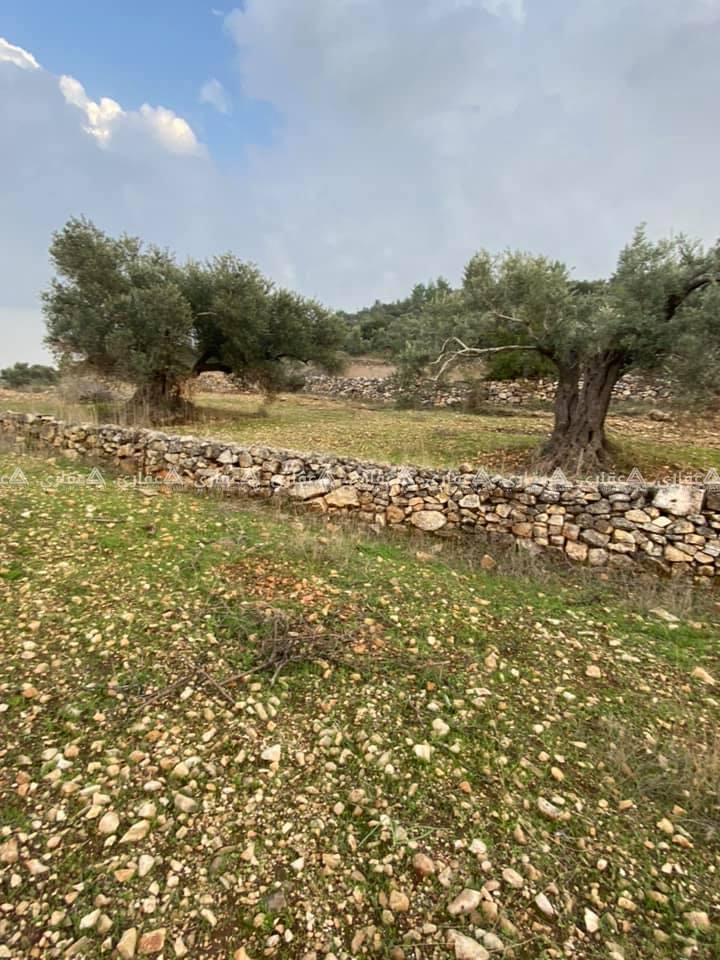 قطعه ارض على سفحه جبل مزروعه زيتون 