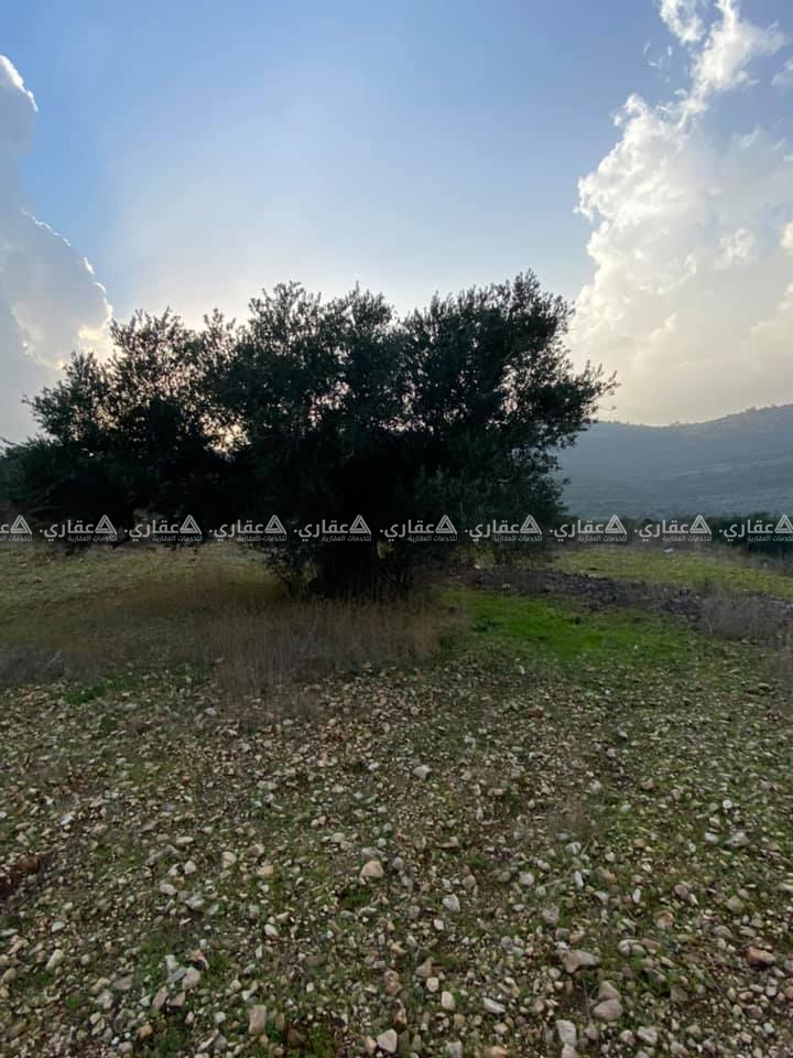 قطعه ارض على سفحه جبل مزروعه زيتون 