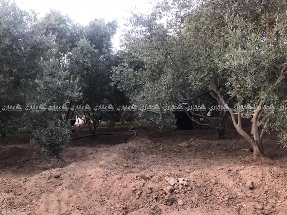 قطعة أرض شارع معصرة دلول