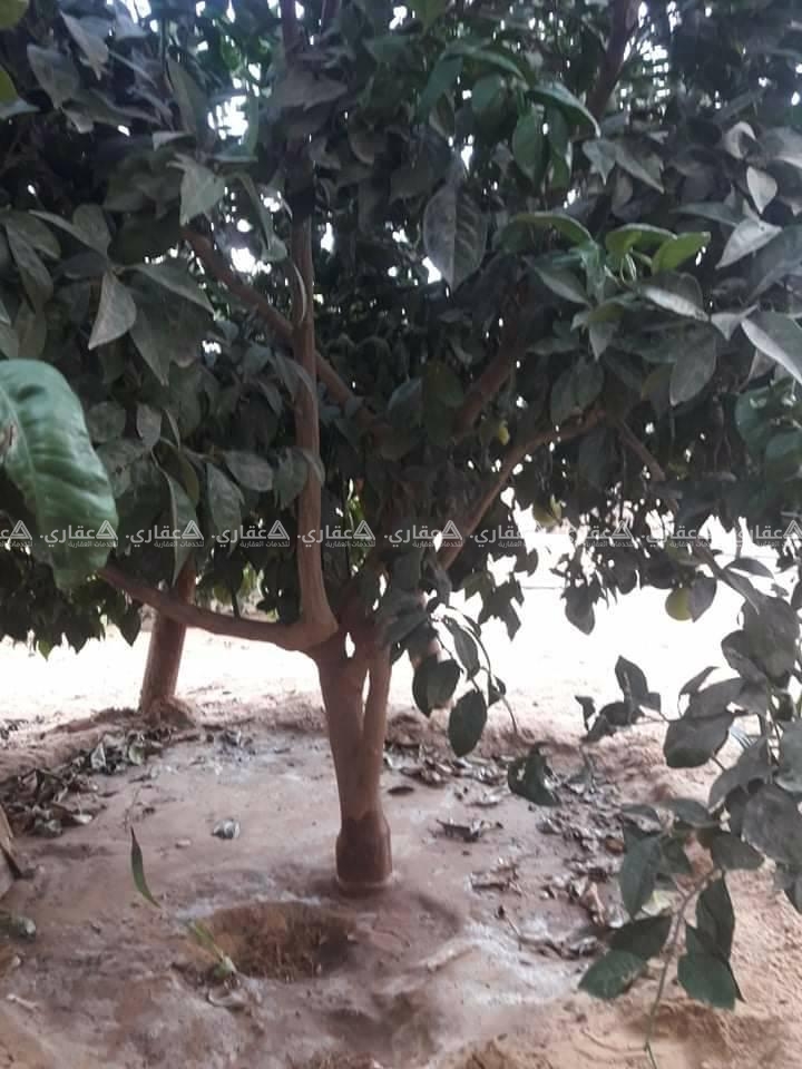 قطعة ارض قرب بلدية الفخاري .
