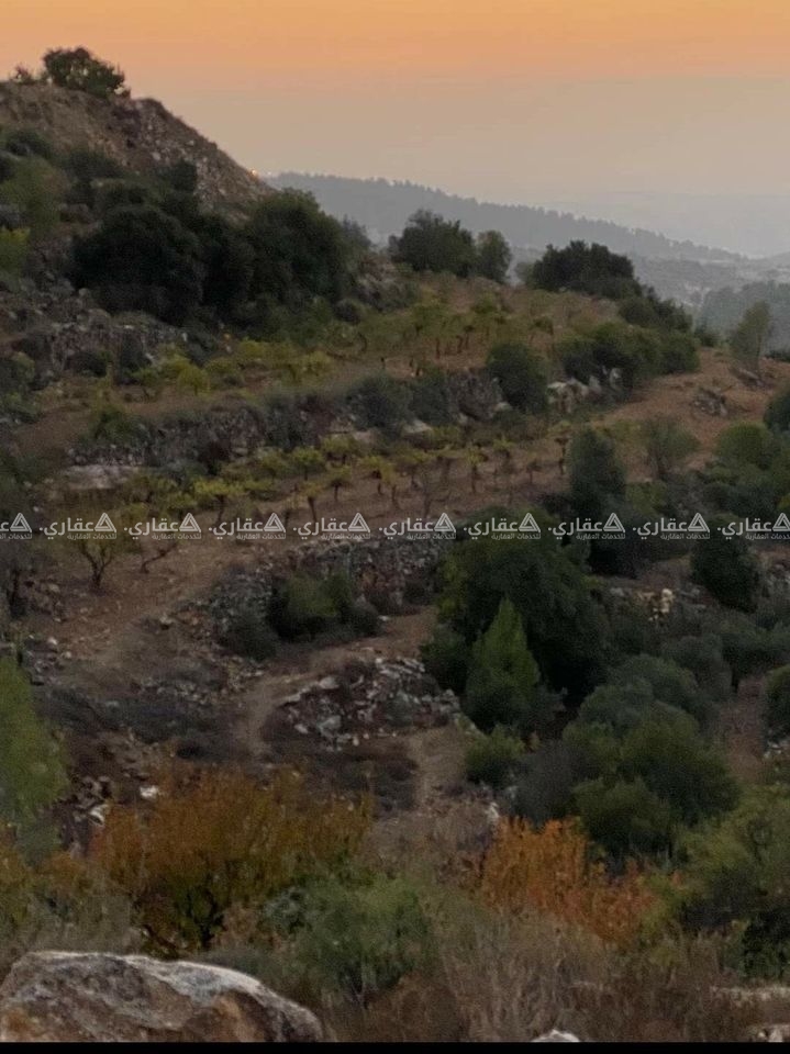 ارض مزروعه عنب وسط جبل