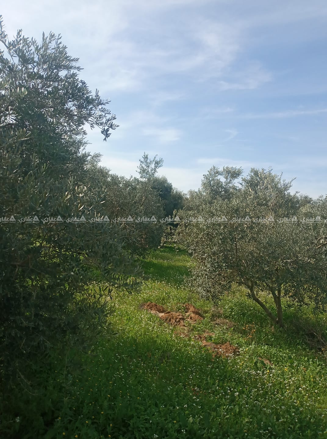 قطعة أرض طابو في جحر الديك 