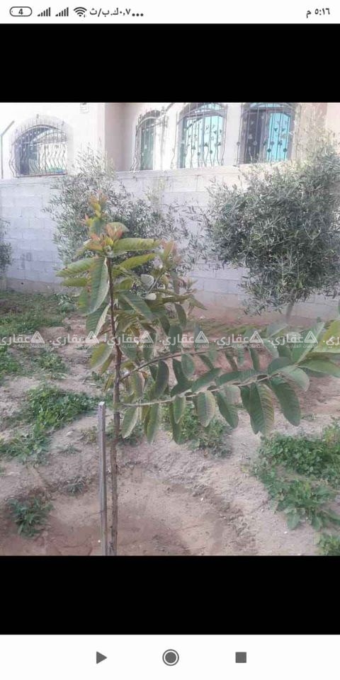 أرض للبيع مسورة ومشجرة 