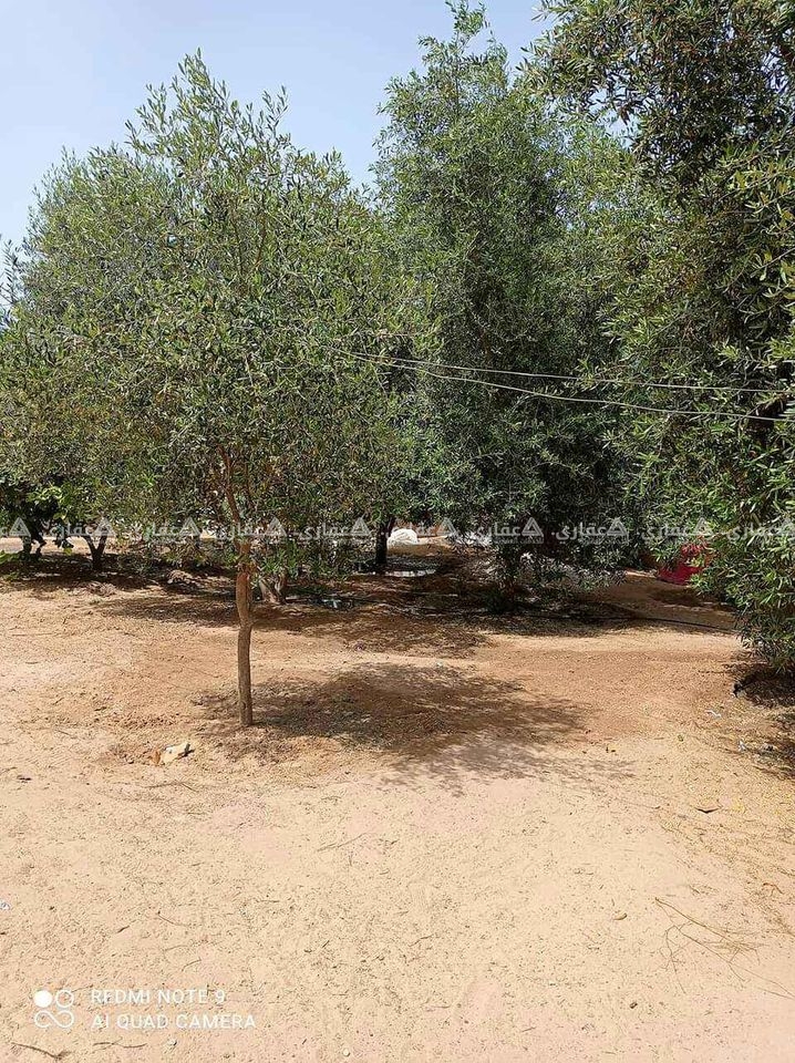 فيلا حجر قدسي مسورة بحديقة خضراء
