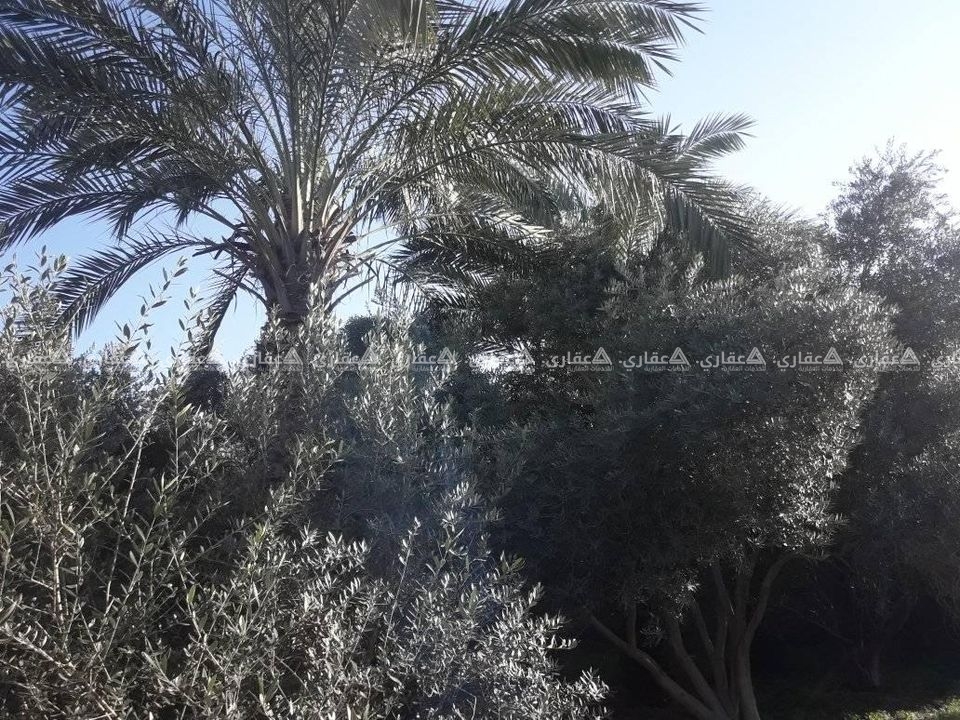 قطعة أرض مشجرة زيتون وبلح وليمون 