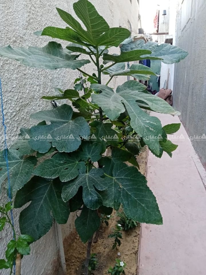 منزل جنوب عمارة جاسر