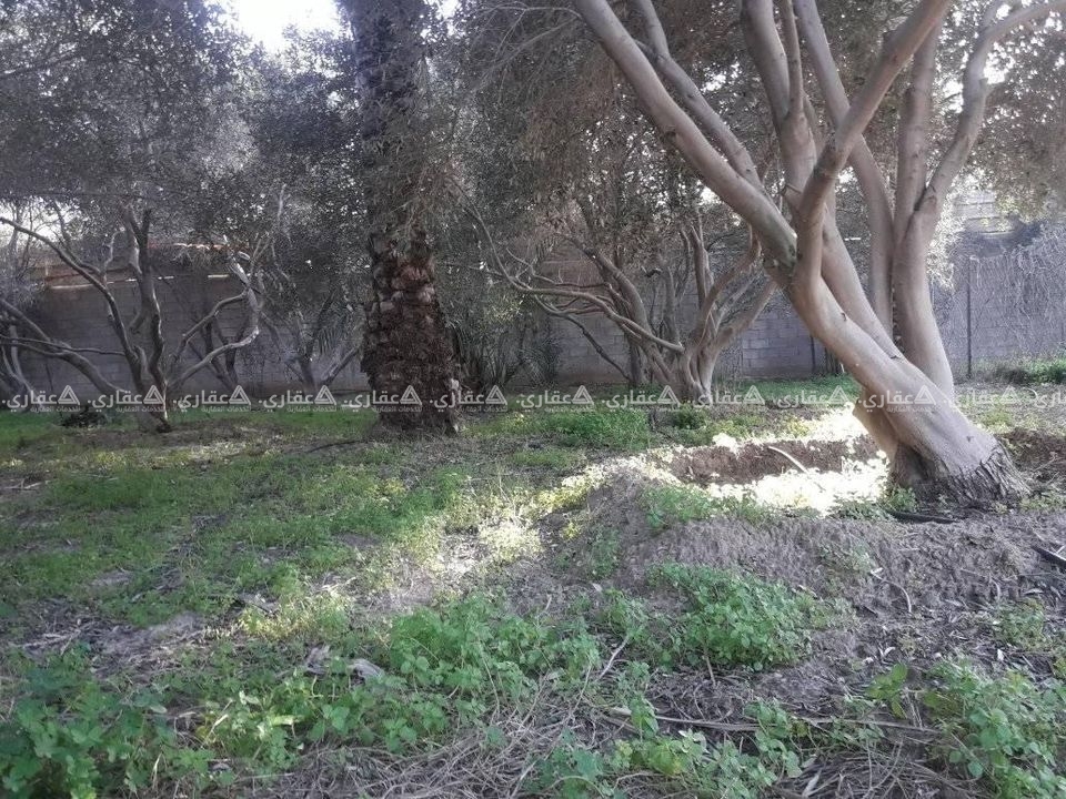 قطعة أرض مشجرة زيتون وبلح وليمون 