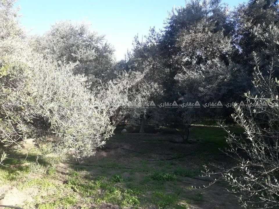 قطعة أرض مشجرة زيتون وبلح وليمون 