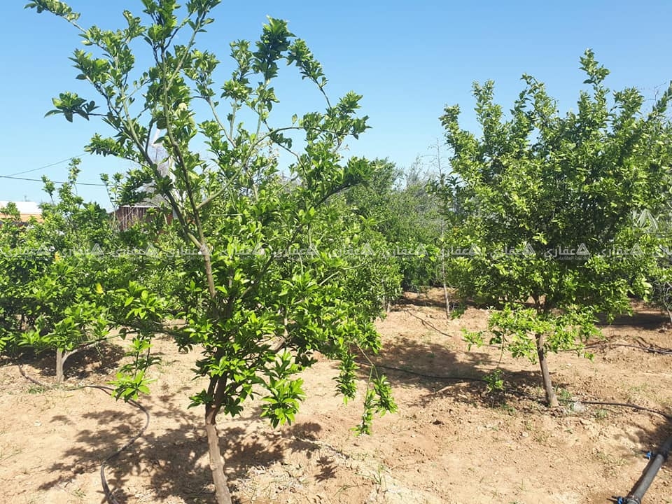 قطعة أرض مع بناء شرق دير البلح