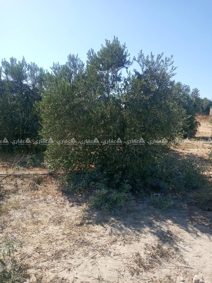 قطعة أرض مشجرة بالزيتون للبيع