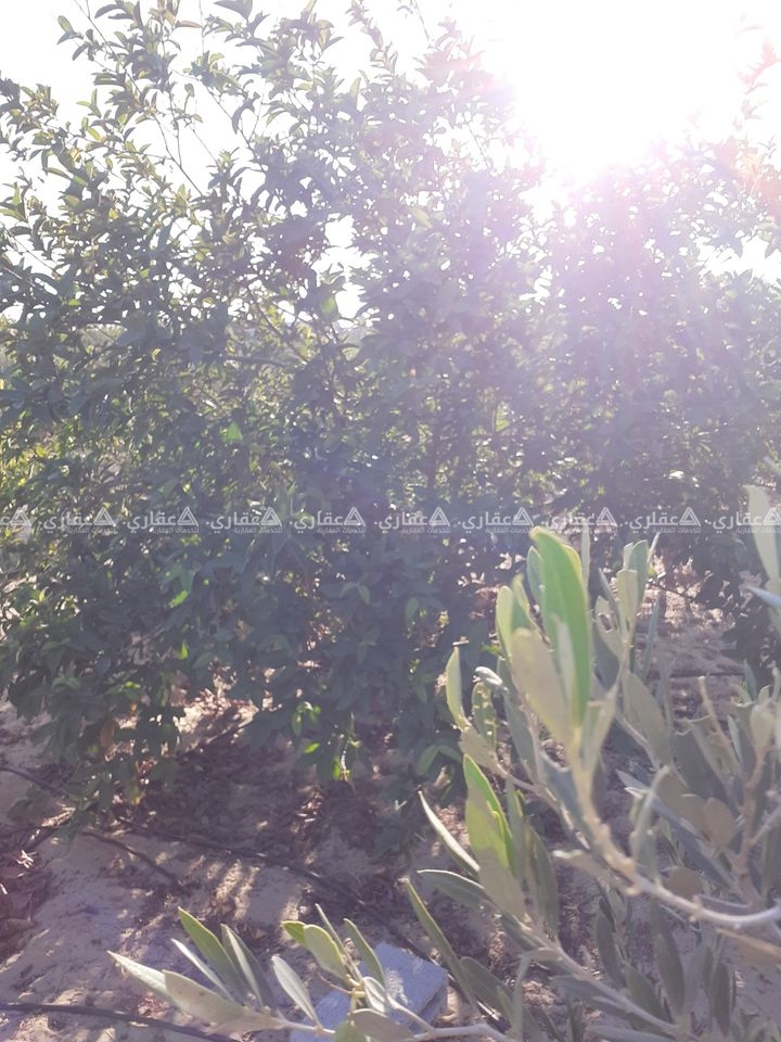 أرض للبيع مشجرة بأنواع عديدة من الحمضيات 